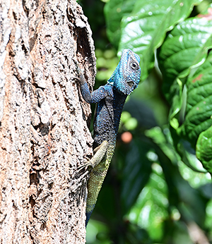 Acanthocercus ugandaensis